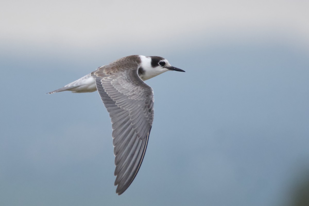 rybák černý - ML642589509