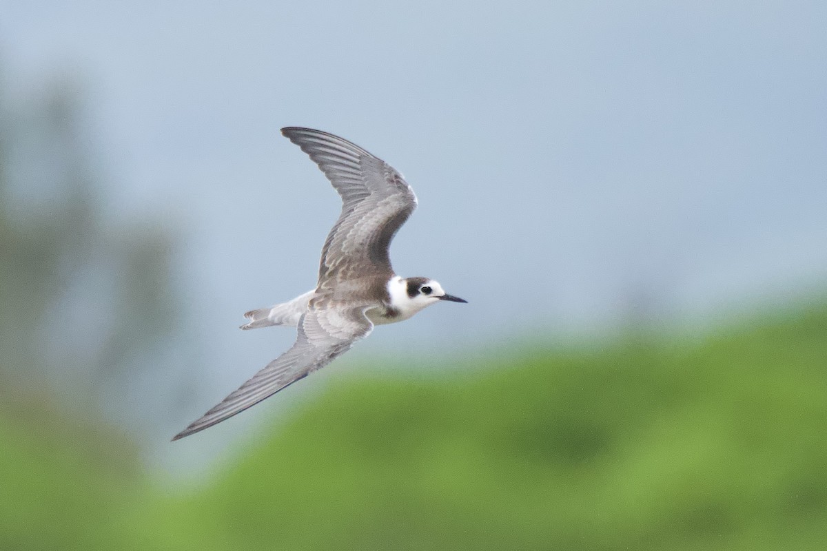 rybák černý - ML642589510