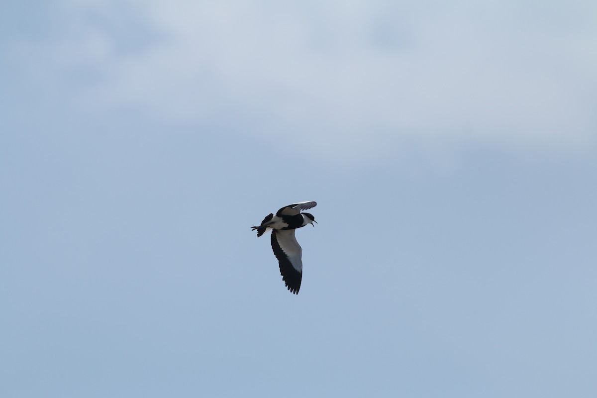 Spur-winged Lapwing - ML642589511