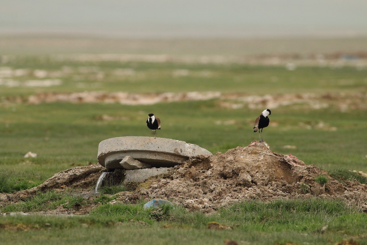 Spur-winged Lapwing - ML642589512