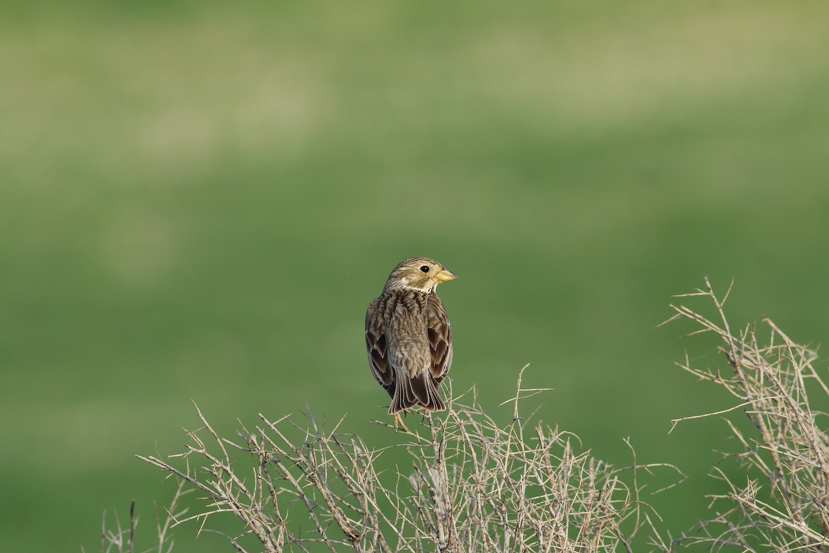 Corn Bunting - ML642589527