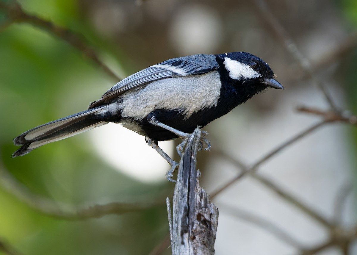 Asian Tit (Cinereous) - ML642589563