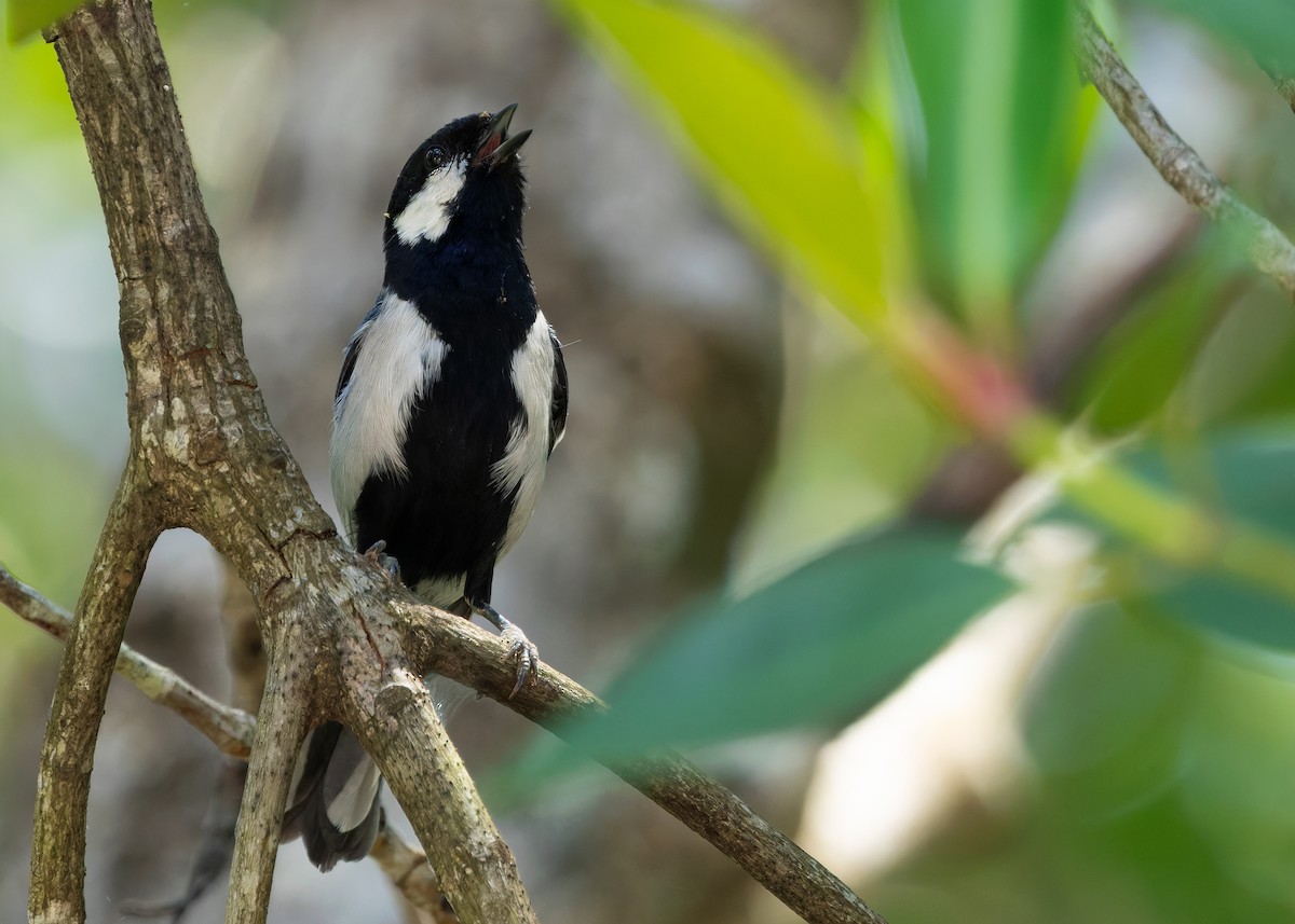 Asian Tit (Cinereous) - ML642589564