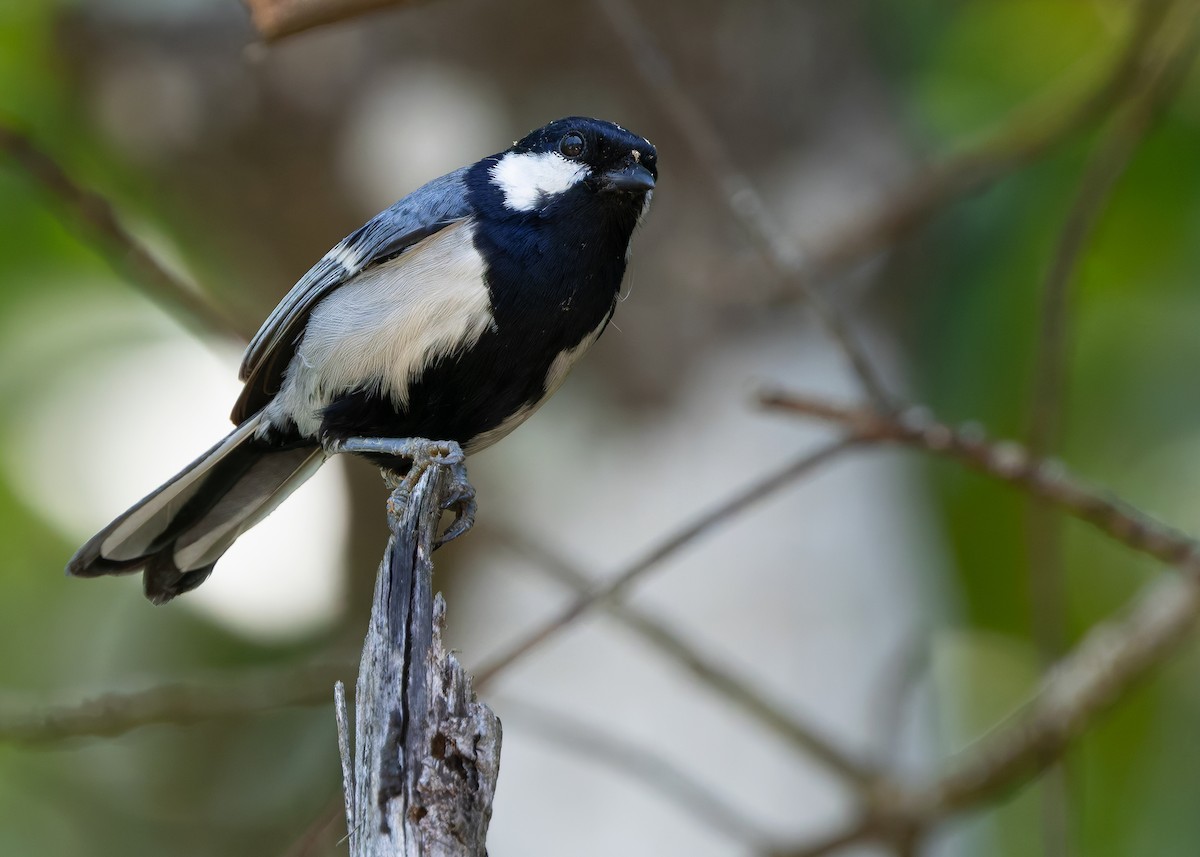 Asian Tit (Cinereous) - ML642589565