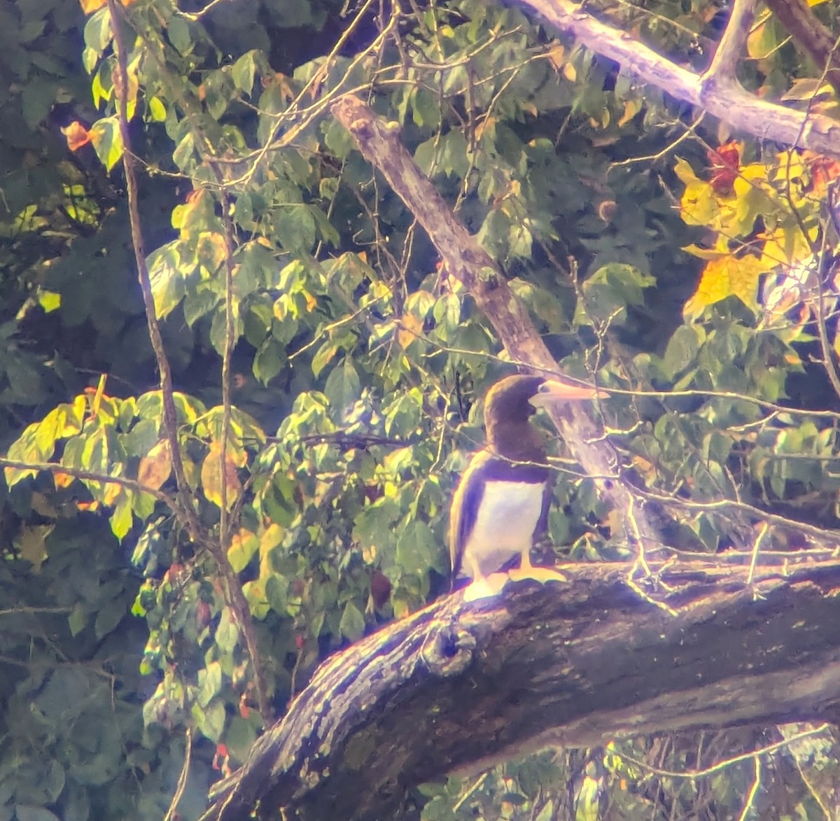 Brown Booby - ML642589572