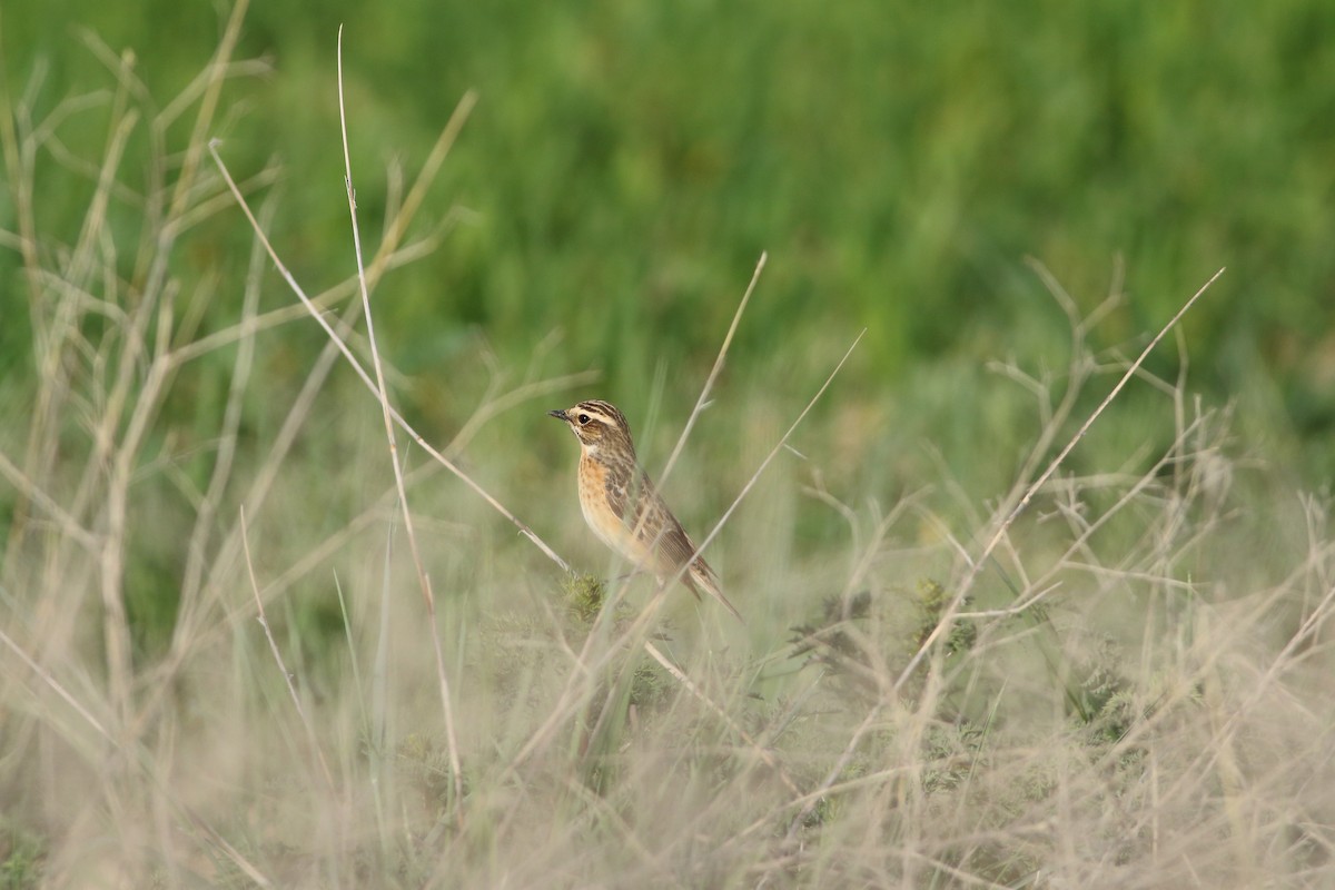 Whinchat - ML642589618