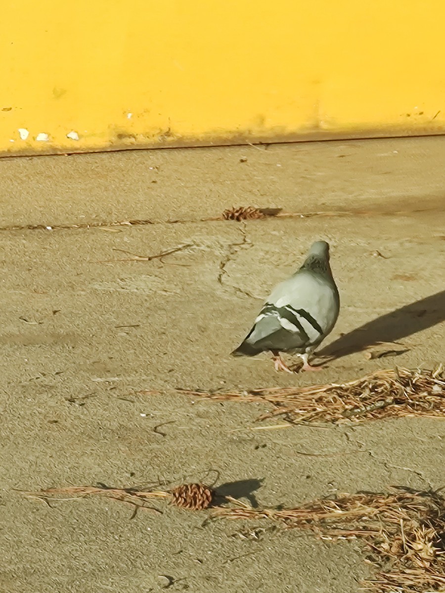 Rock Pigeon (Feral Pigeon) - ML642589620