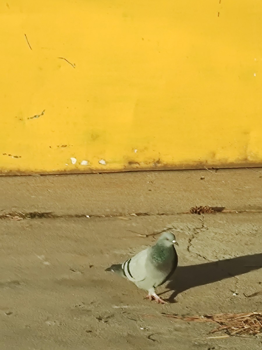 Rock Pigeon (Feral Pigeon) - ML642589621