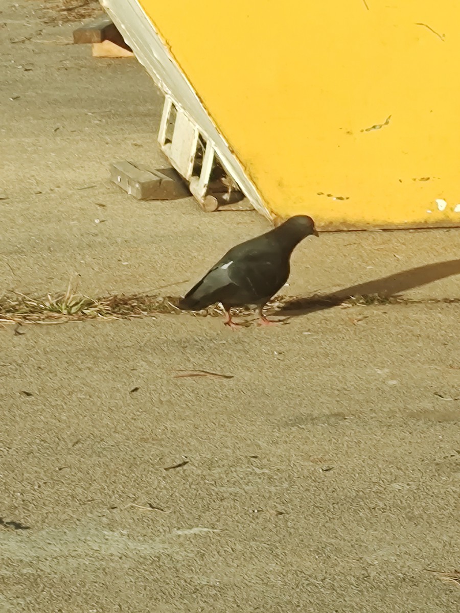 Rock Pigeon (Feral Pigeon) - ML642589622