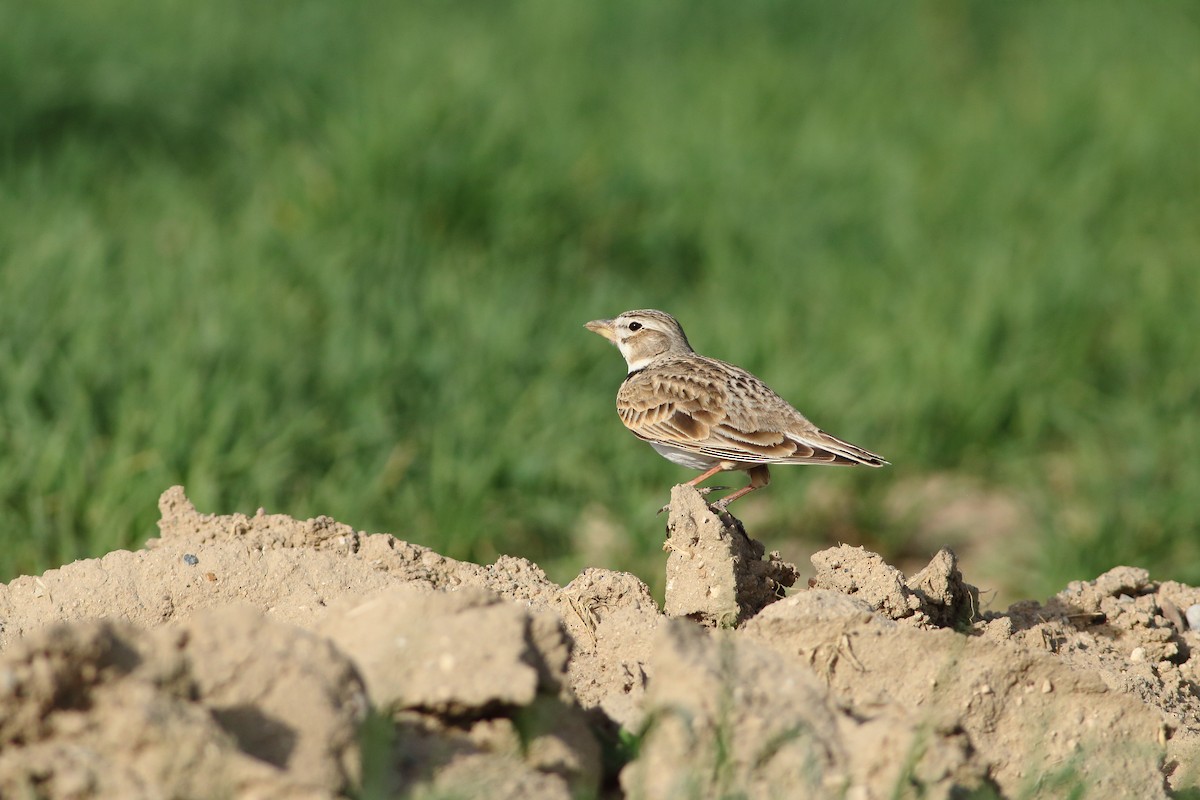 Calandra Lark - ML642589629