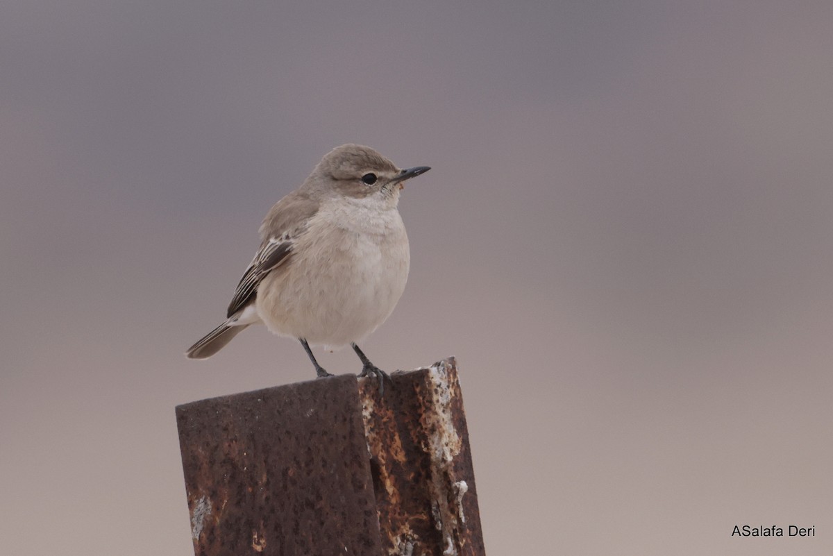 Chat Flycatcher - ML642589637