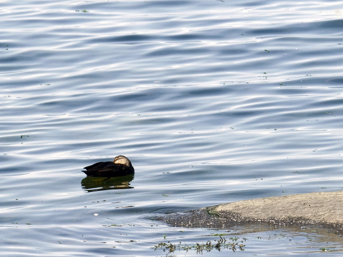 American Black Duck - ML642589668