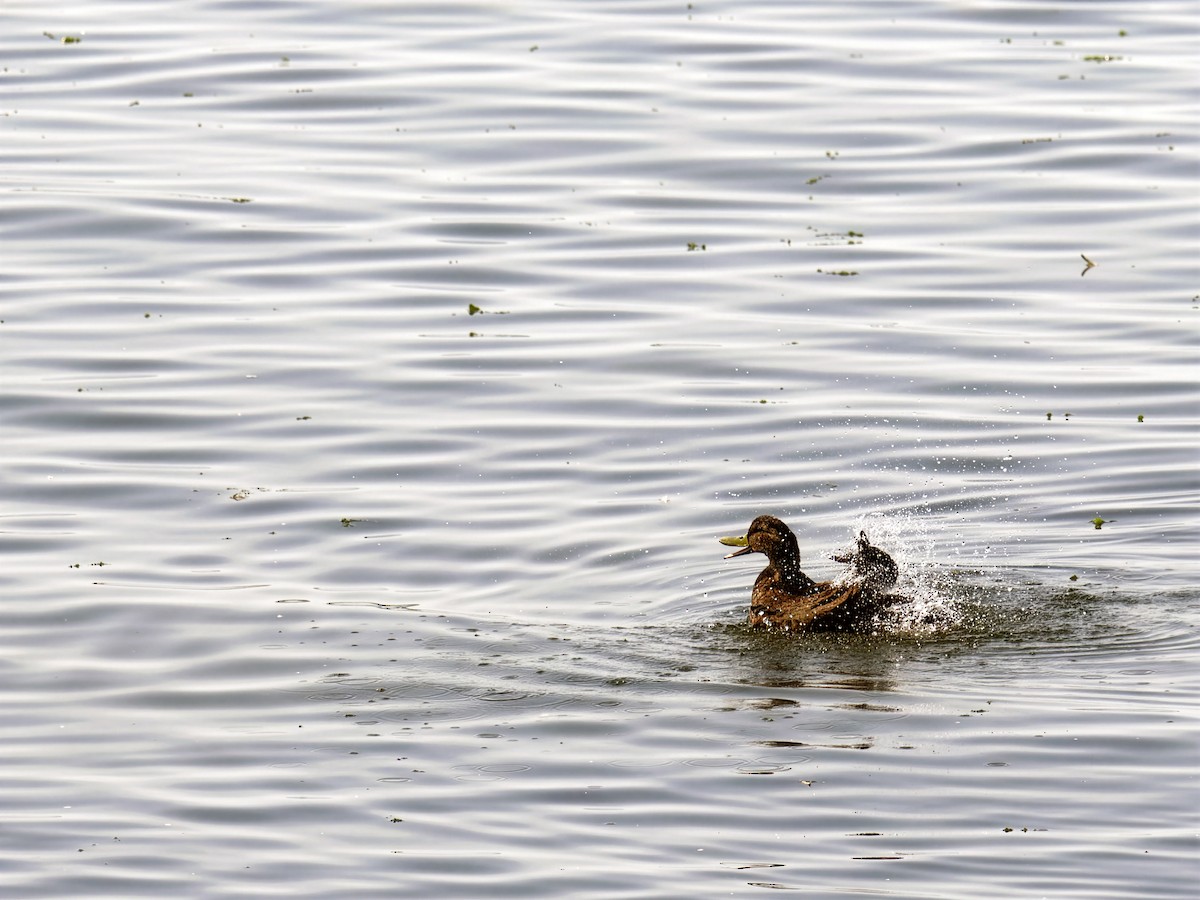 American Black Duck - ML642589669