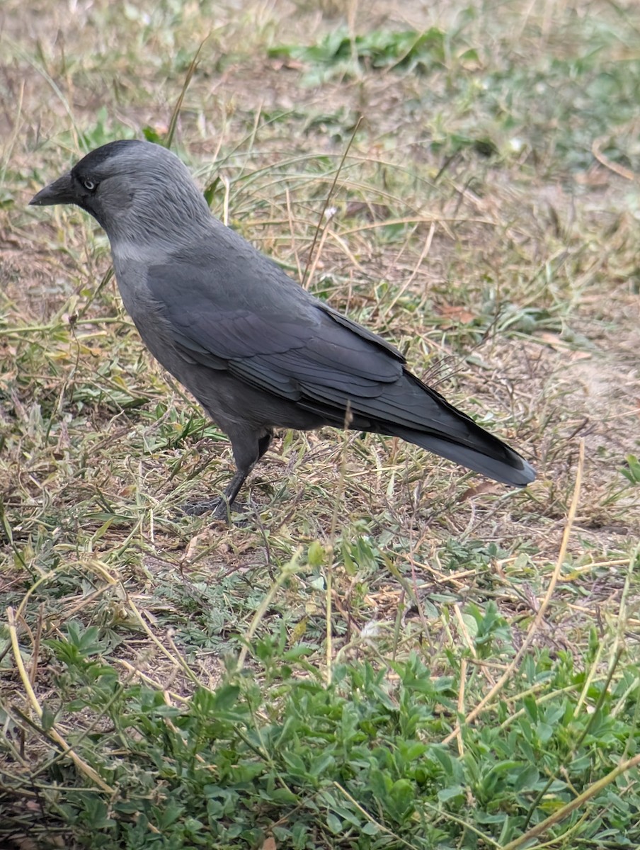 Eurasian Jackdaw - ML642589683