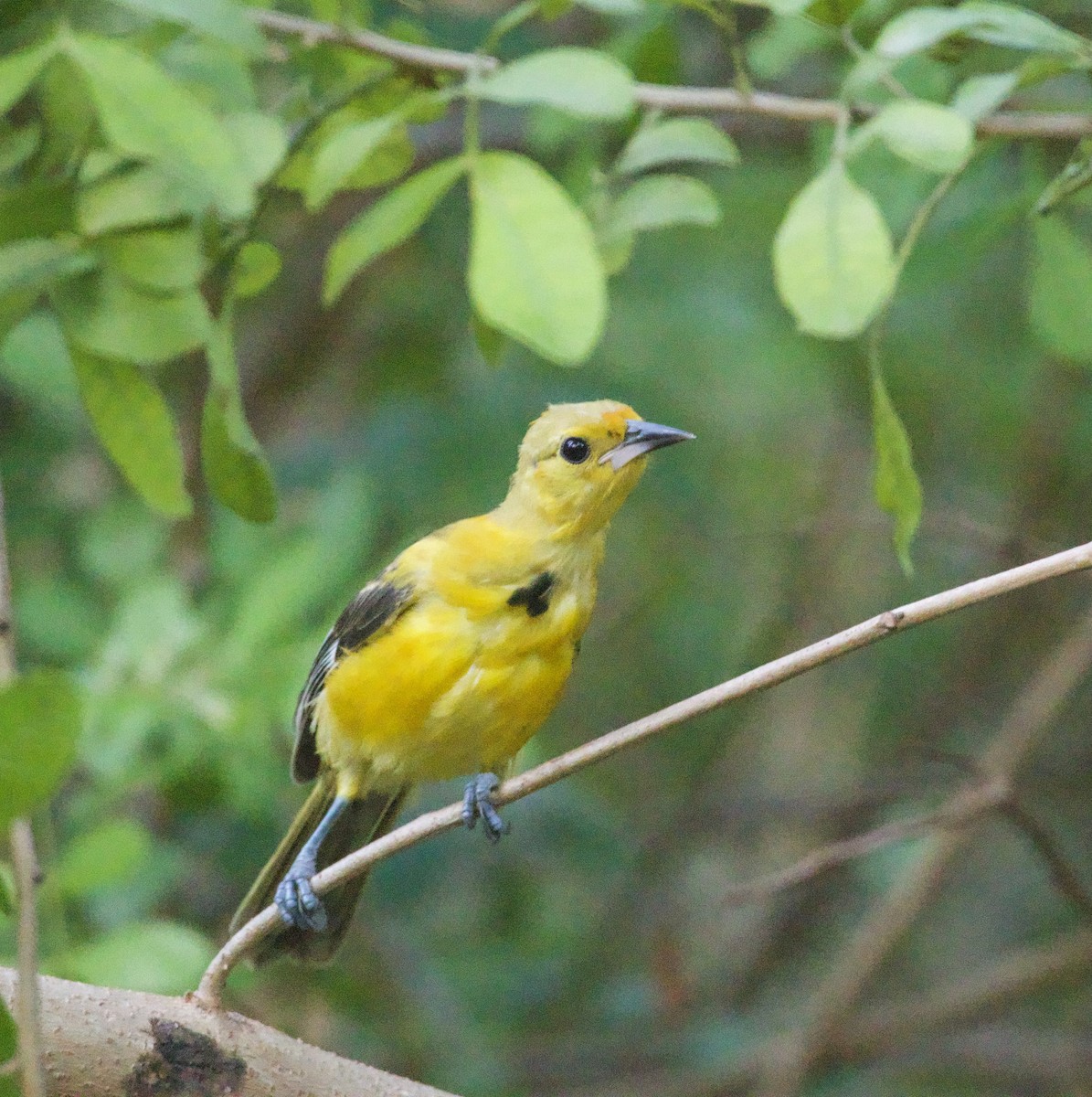 Spot-breasted Oriole - ML642589733