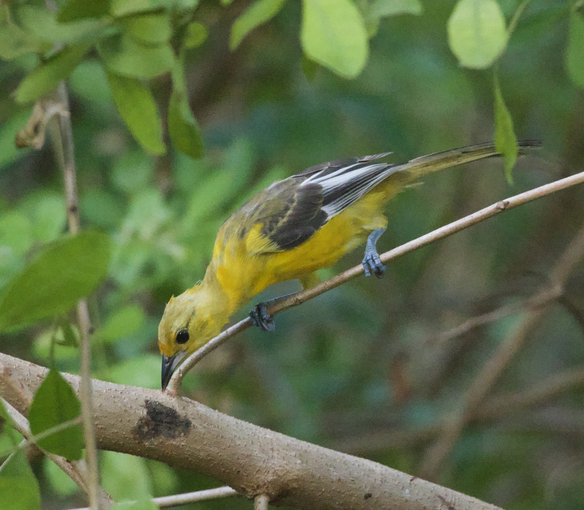Spot-breasted Oriole - ML642589734