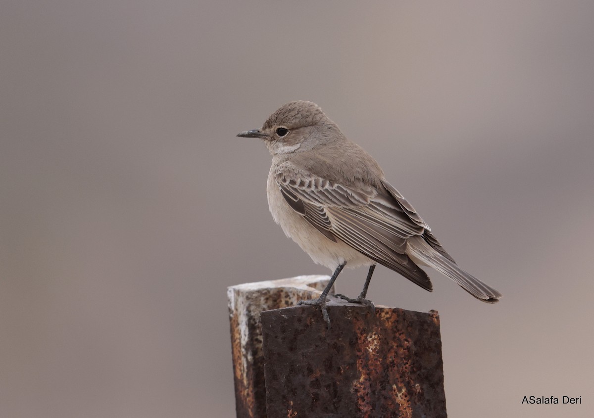 Chat Flycatcher - ML642589752