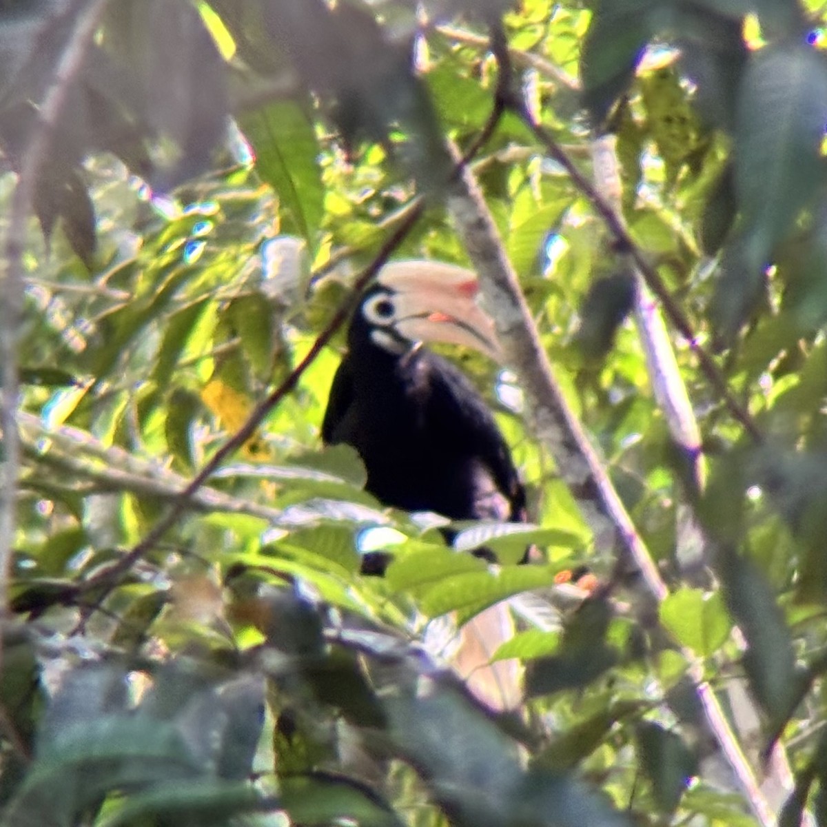 Cálao de Palawan - ML642589764