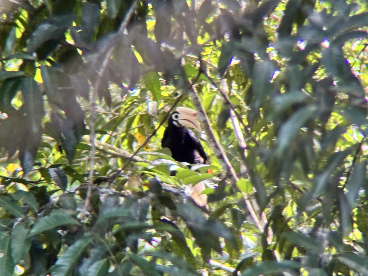 Cálao de Palawan - ML642589765