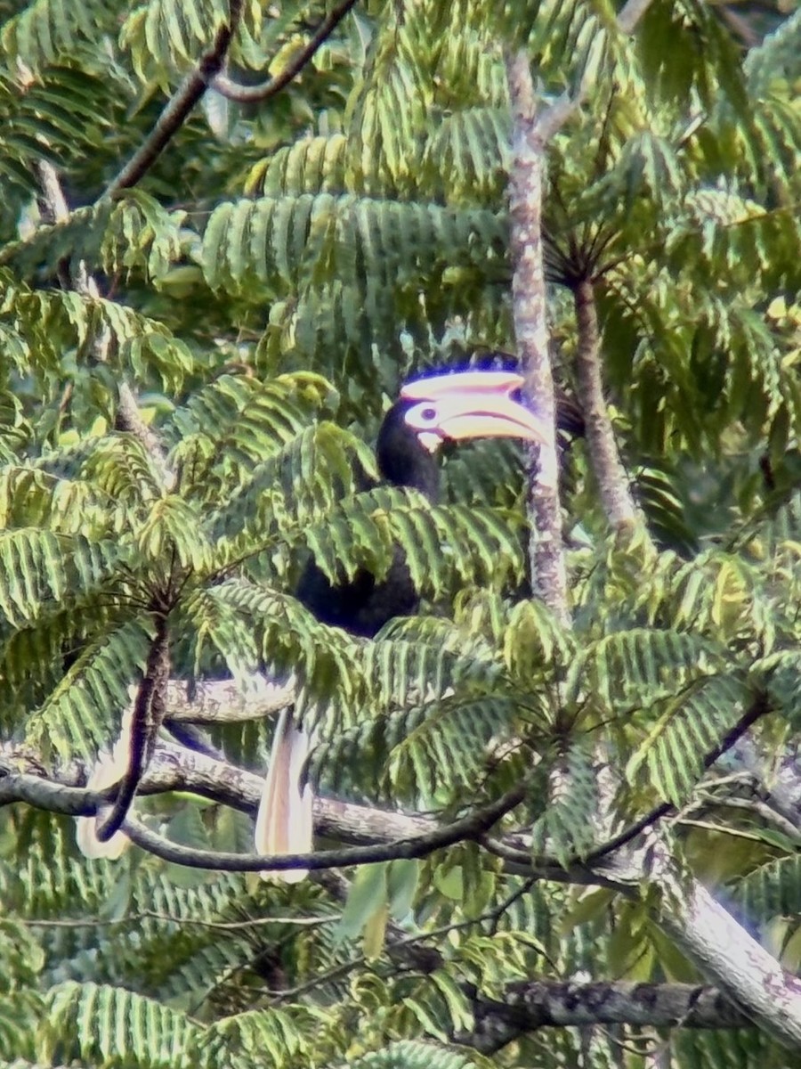 Cálao de Palawan - ML642589766