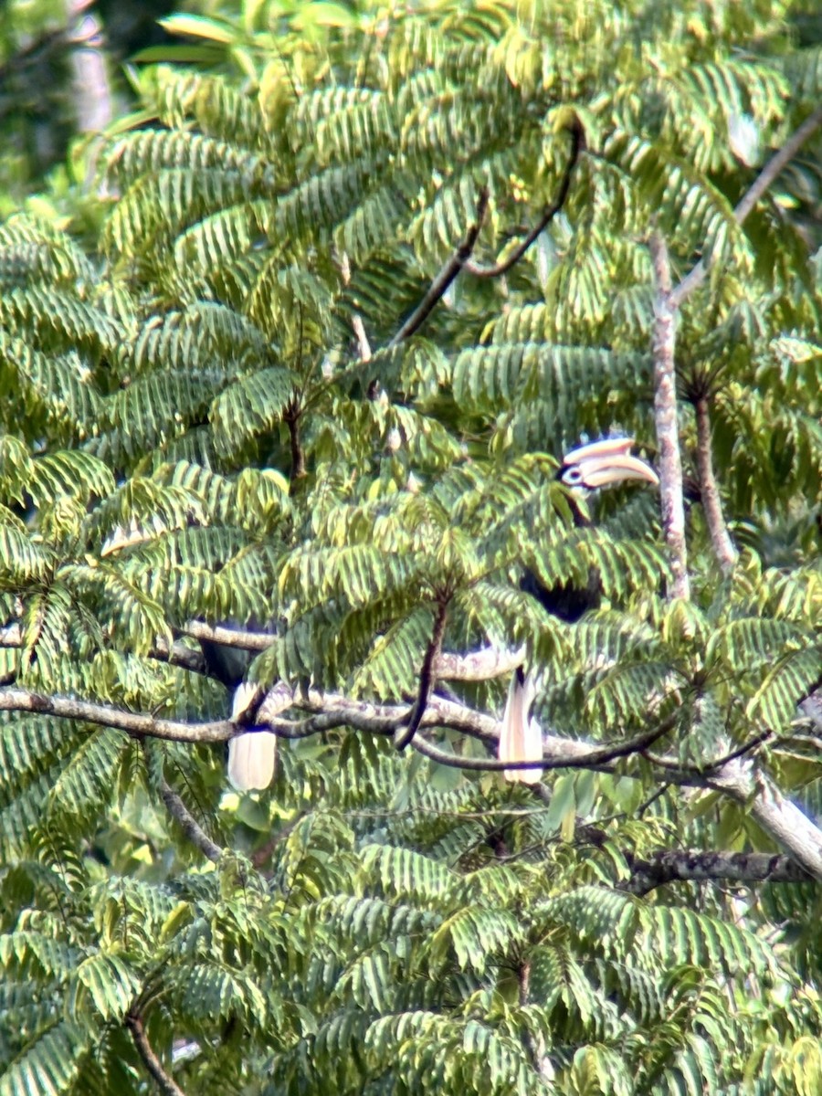 Cálao de Palawan - ML642589767