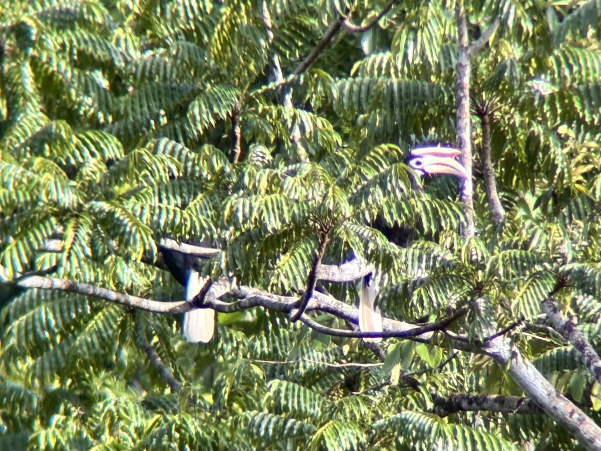 Cálao de Palawan - ML642589768