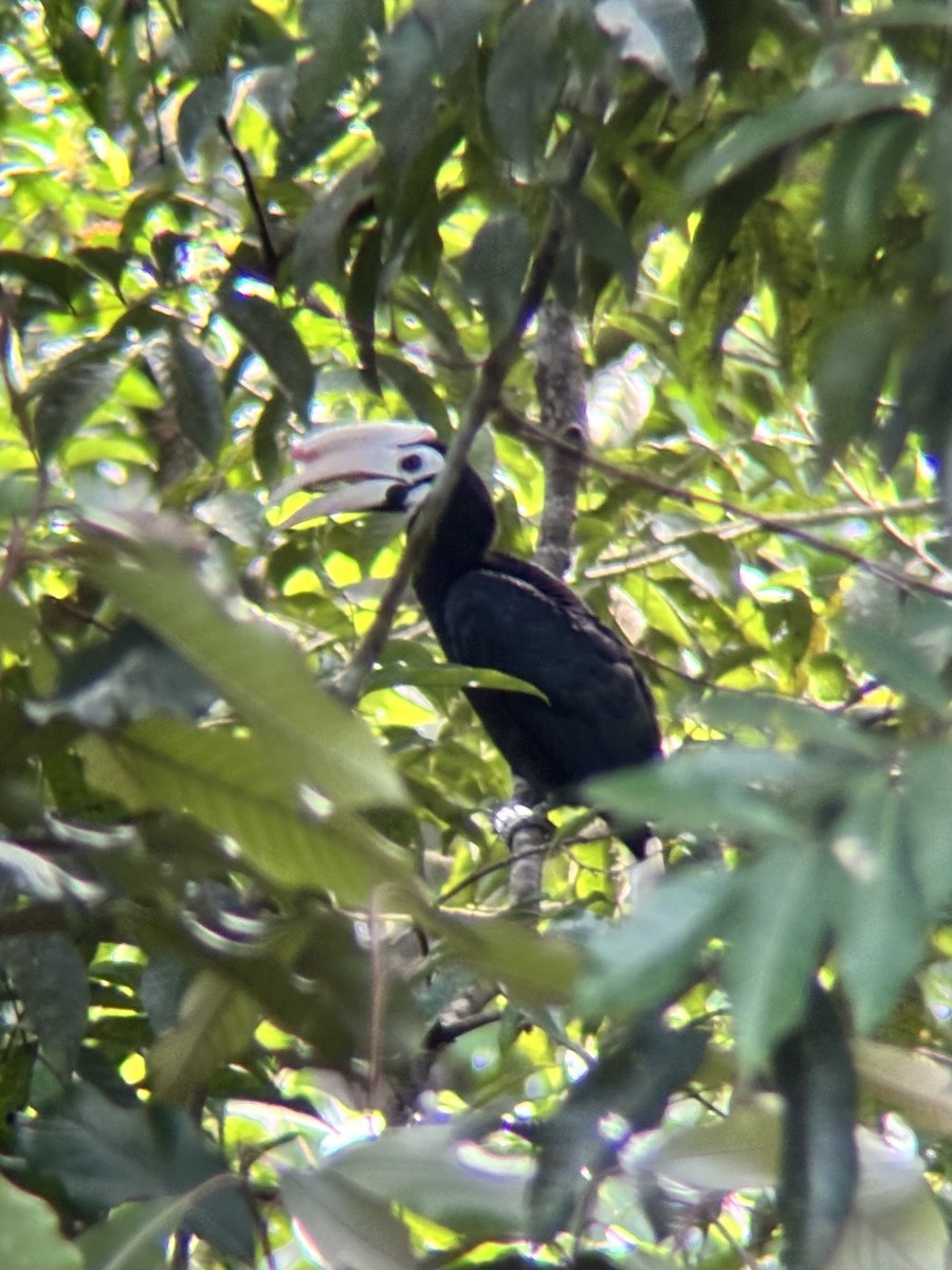 Cálao de Palawan - ML642589769
