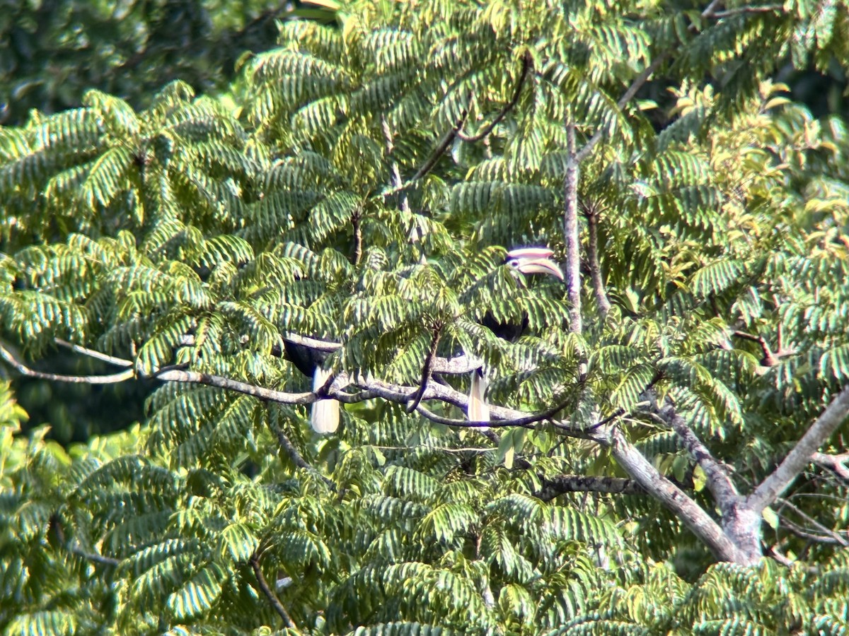 Cálao de Palawan - ML642589771