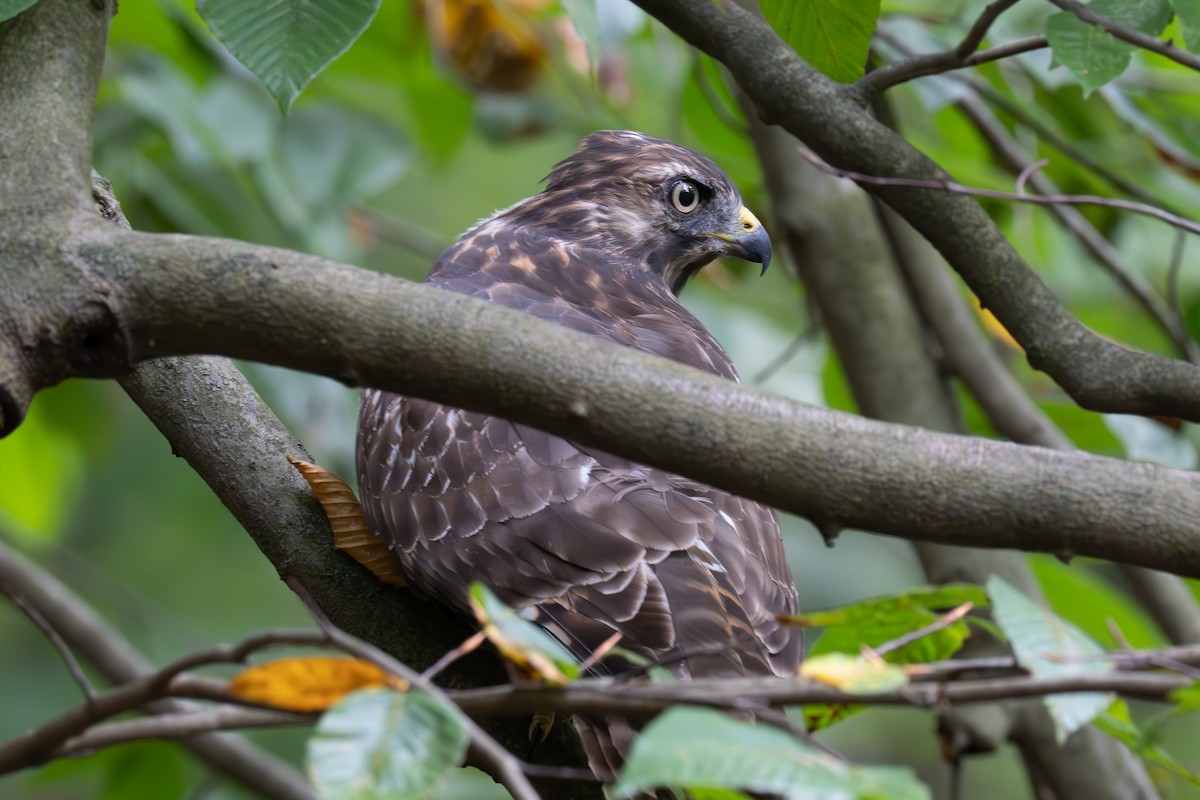 Red-shouldered Hawk - ML642589795