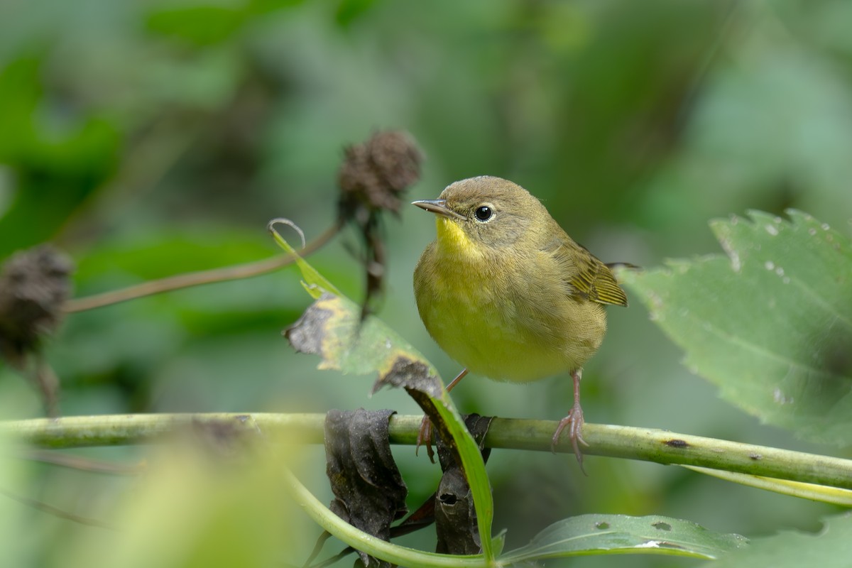 Common Yellowthroat - ML642589804