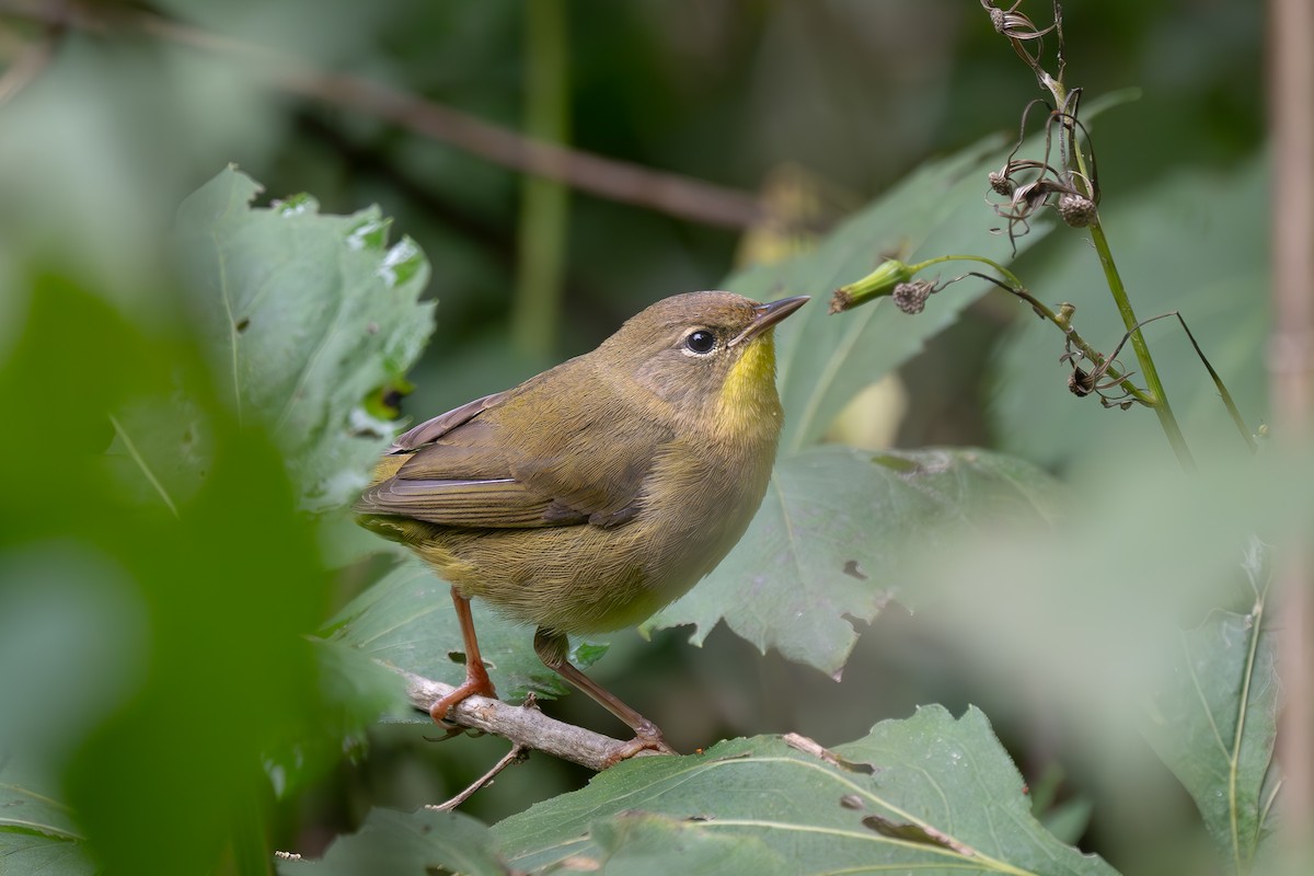 Common Yellowthroat - ML642589805