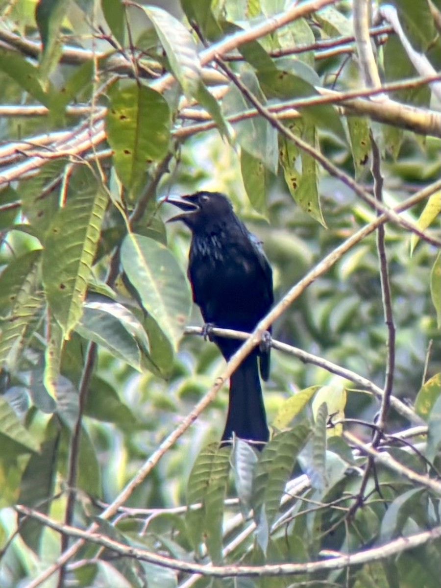 Palawan Drongo - ML642589808
