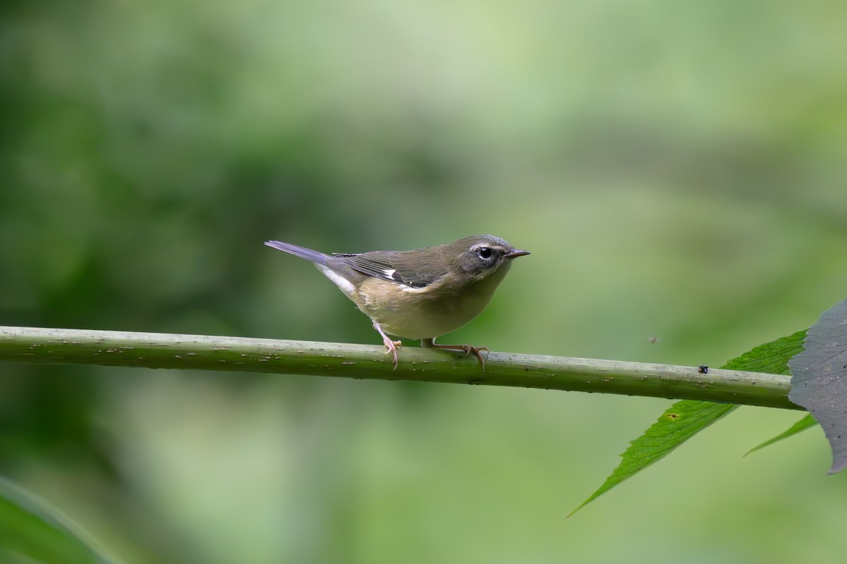 Black-throated Blue Warbler - ML642589813