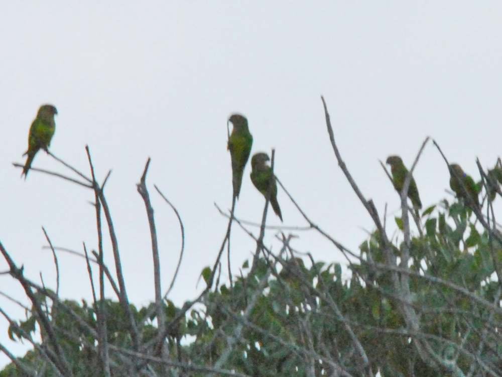 Brown-throated Parakeet - ML642589829