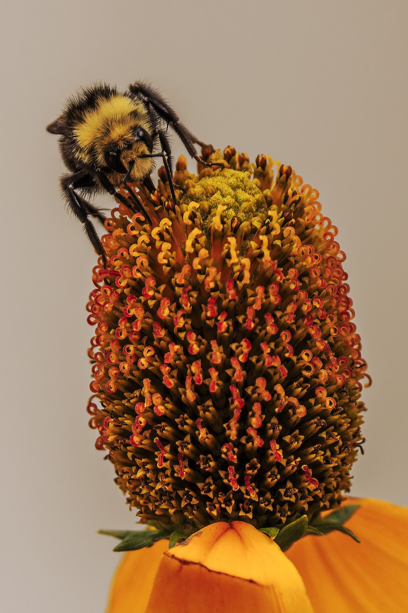 マルハナバチ属 - ML642589833