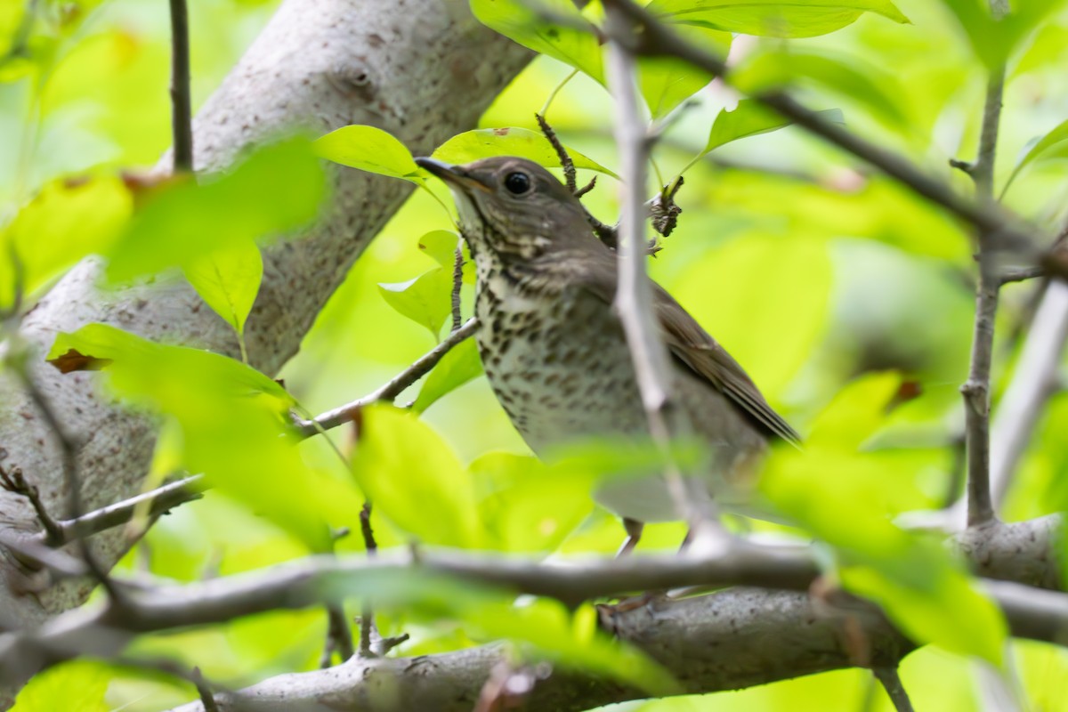 Gray-cheeked Thrush - ML642589855
