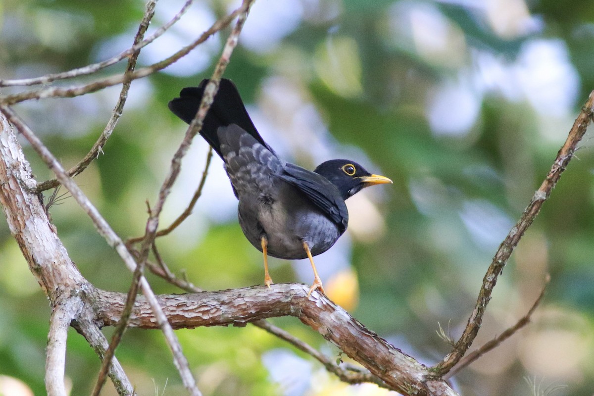 Yellow-legged Thrush - ML642589885