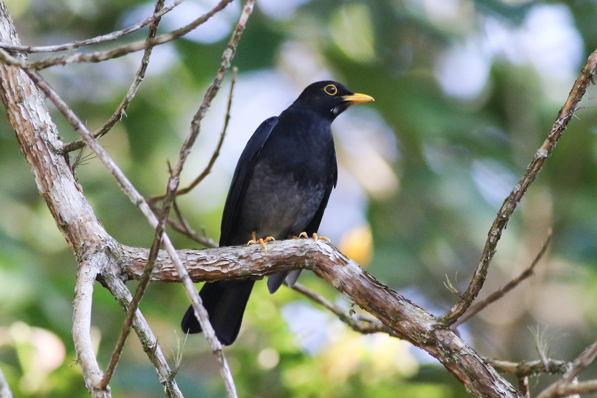 Yellow-legged Thrush - ML642589886