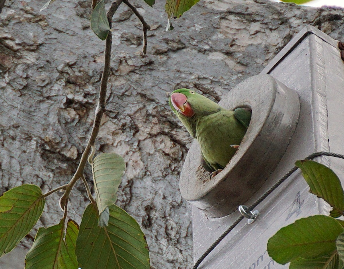 Alexandrine Parakeet - ML642589908