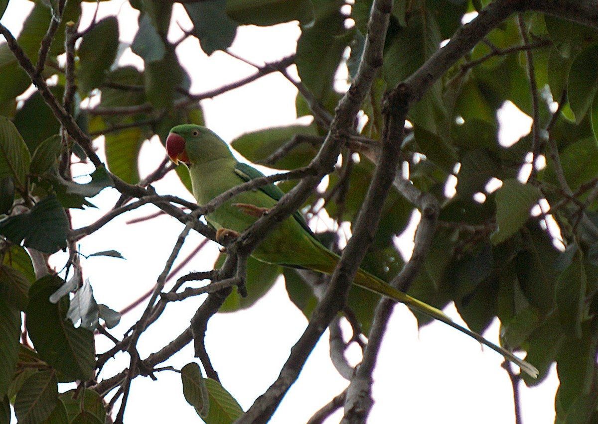 Alexandrine Parakeet - ML642589919