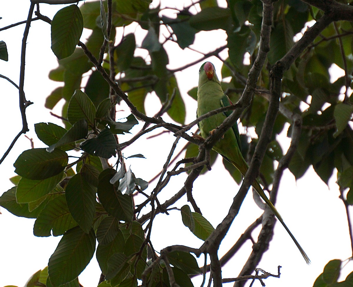 Alexandrine Parakeet - ML642589936