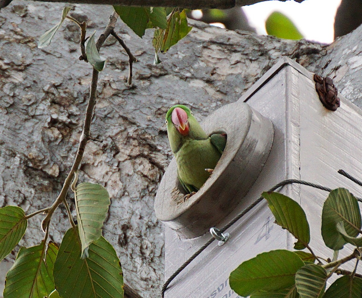 Alexandrine Parakeet - ML642589965