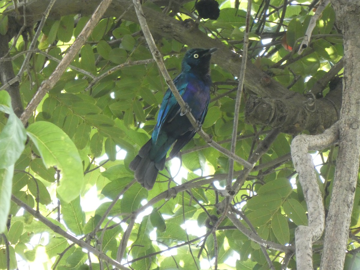 Splendid Starling - ML642589972