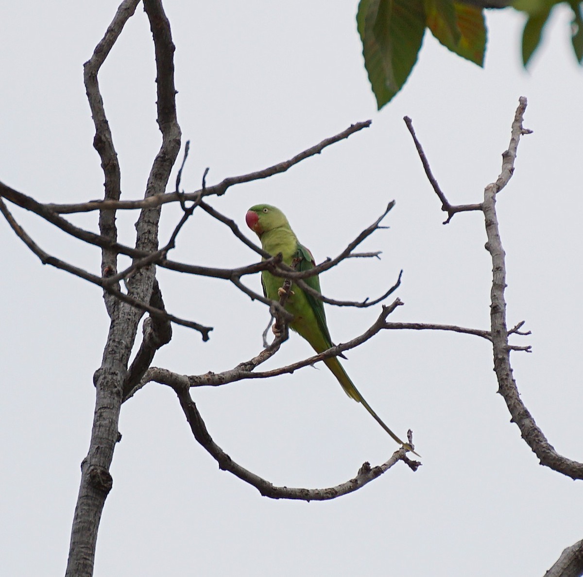 Alexandrine Parakeet - ML642589994