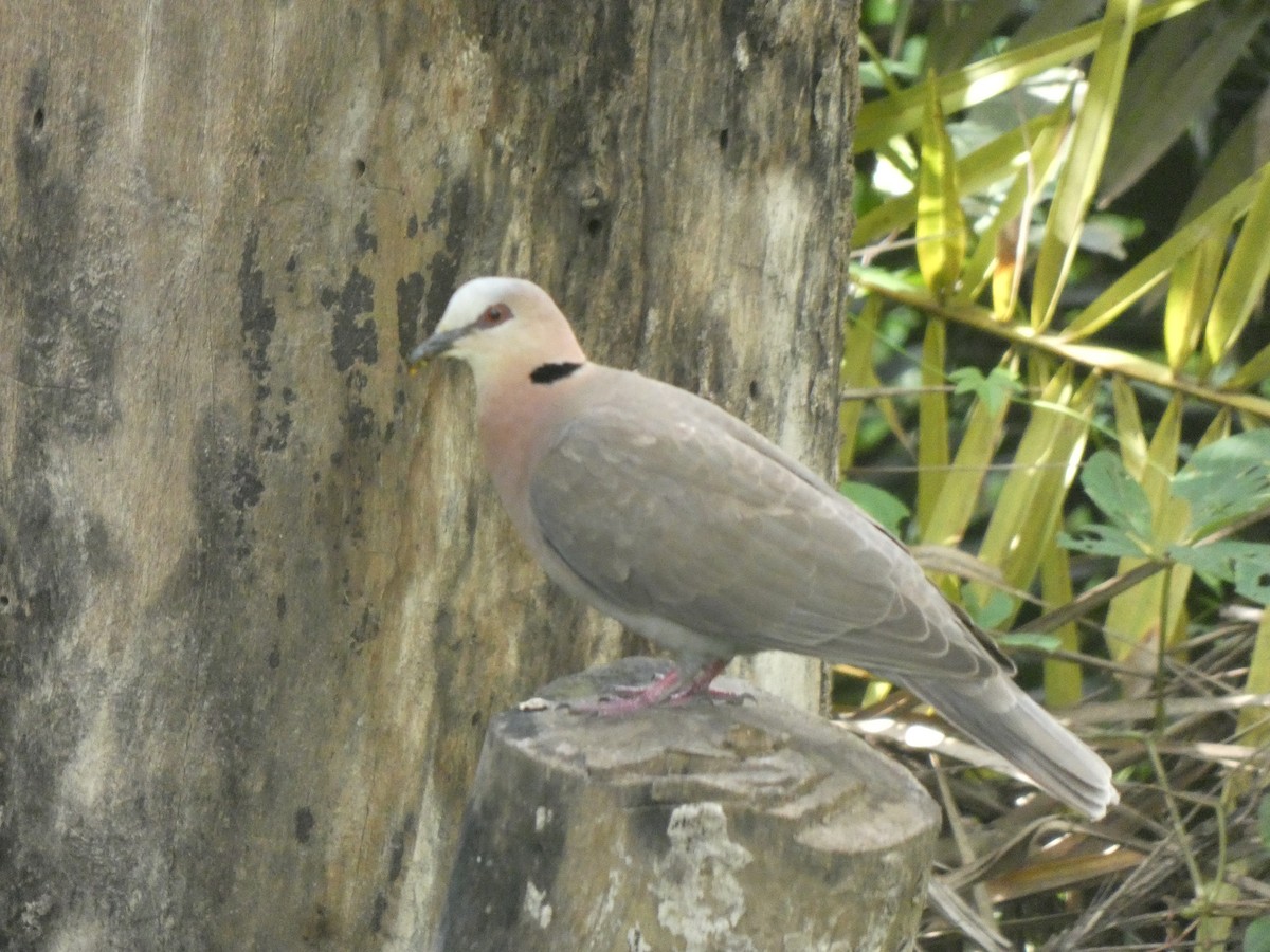 Red-eyed Dove - ML642590003
