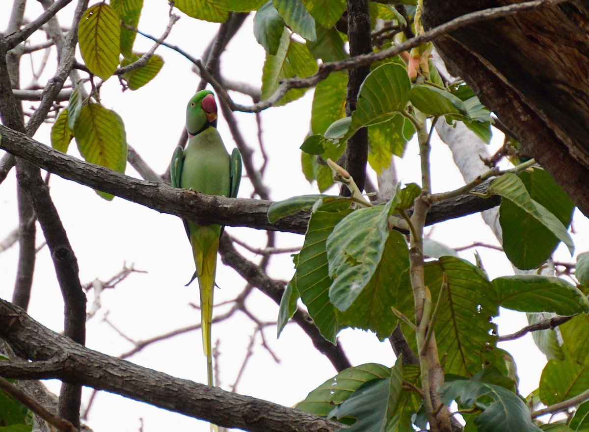 Alexandrine Parakeet - ML642590035