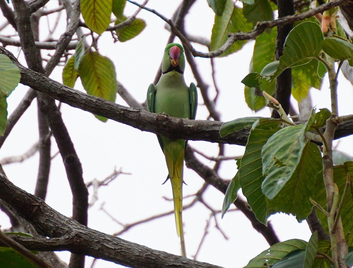 Alexandrine Parakeet - ML642590044