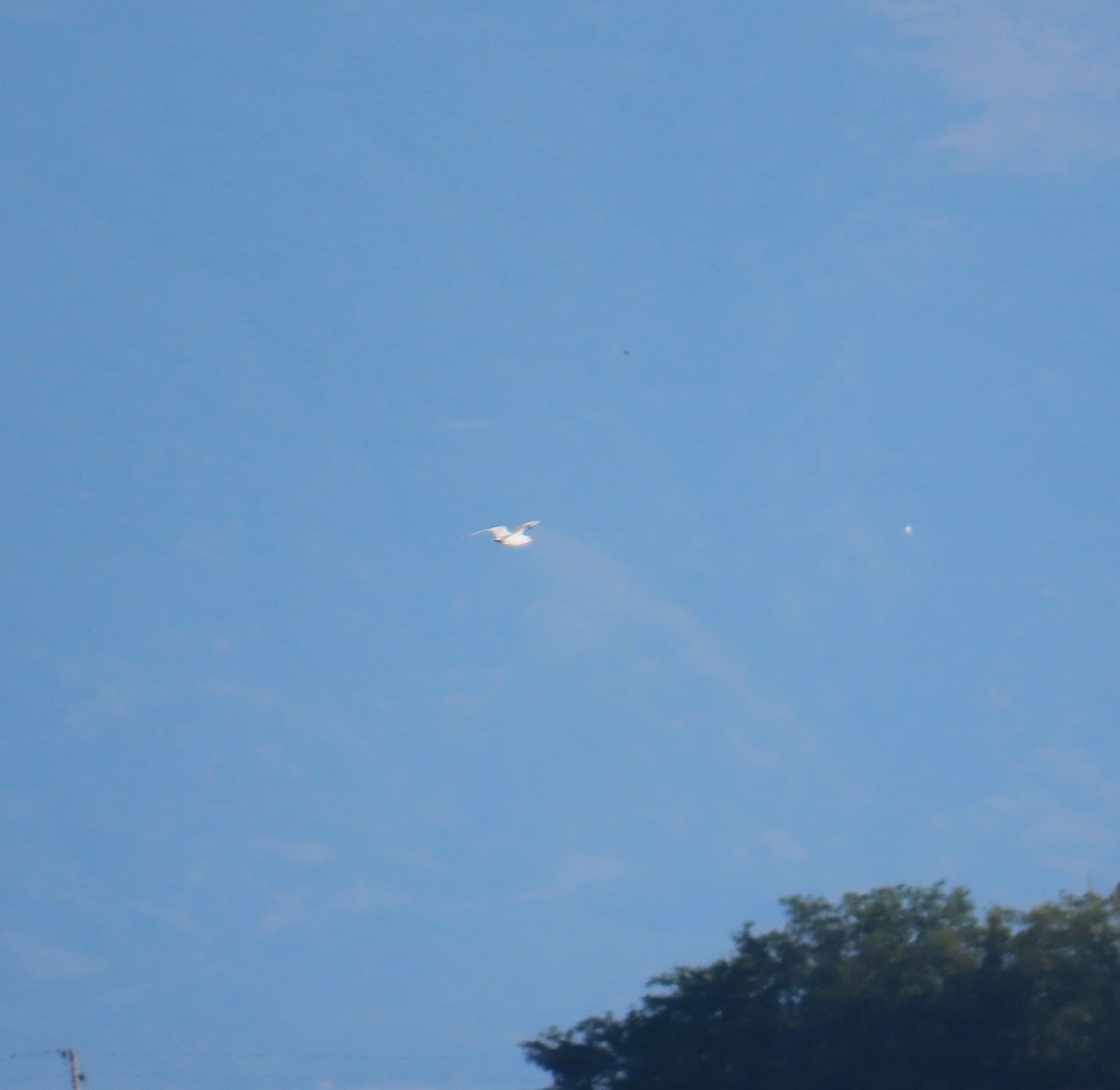 鷗嘴燕鷗 - ML642590048