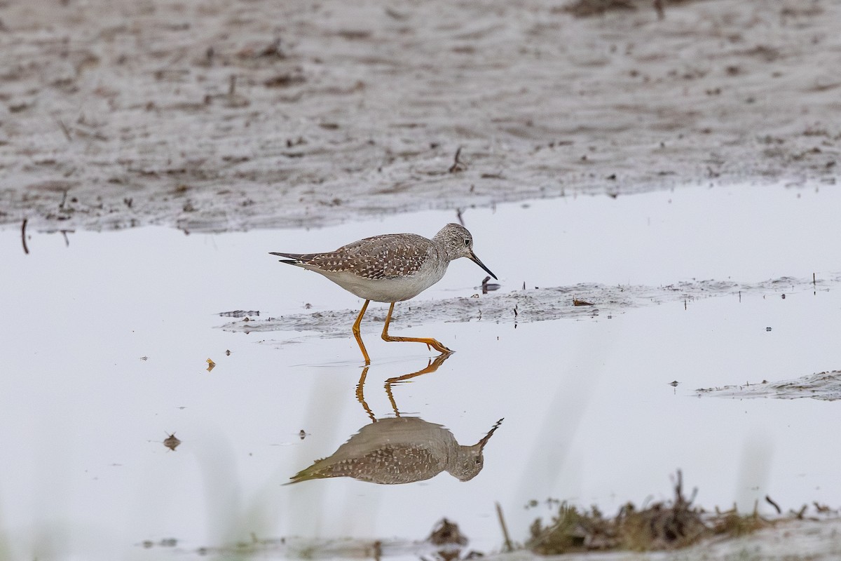 小黃腳鷸 - ML642590066