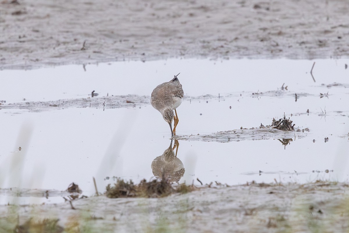 小黃腳鷸 - ML642590067